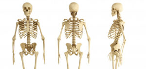 Γήρανση σκελετού