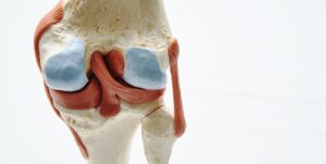 Knee joint model in medical office