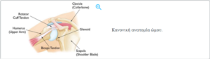 Σχεδιάγραμμα με την κανονική ανατομία του ώμου